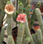 Hoodia. Hoodia - natuurlijke installatie die helpt vet bestrijden.